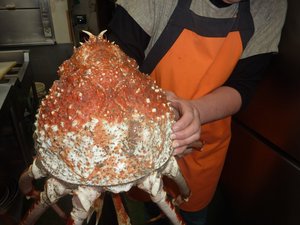 １２キロの高足ガニです。（駿河湾のトロール漁）