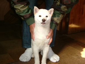 超〜可愛い犬1 2 3(バウ、わん、キャン)