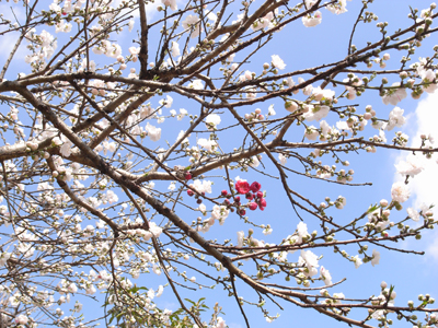 「紅一点」