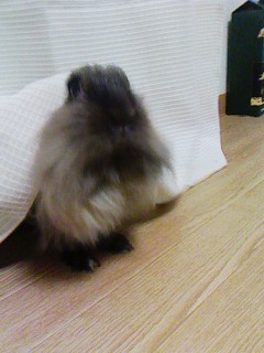 我が家のやんちゃ姫