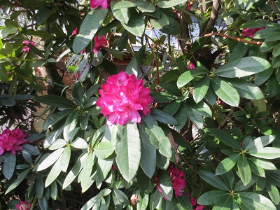 春ですね。