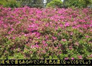 藤棚とボタンの花見