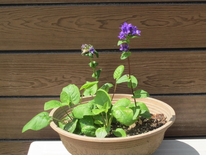花の名前を教えて
