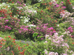 藤棚とボタンの花見
