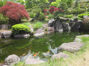 藤棚とボタンの花見
