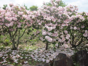 藤棚とボタンの花見