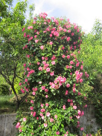 一句石さんの薔薇が見ごろです