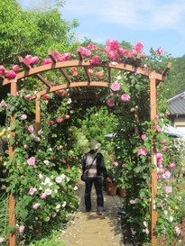 一句石さんの薔薇が見ごろです