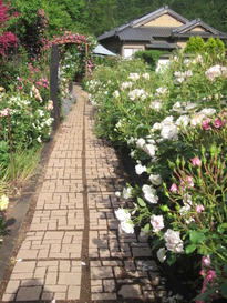 一句石さんの薔薇が見ごろです