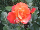 一句石さんの薔薇が見ごろです