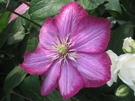 一句石さんの薔薇が見ごろです