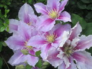 一句石さんの薔薇が見ごろです