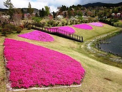 大仁瑞泉境　花模様
