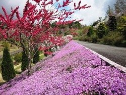 大仁瑞泉境　花模様
