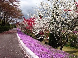 大仁瑞泉境　花模様