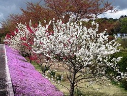 大仁瑞泉境　花模様