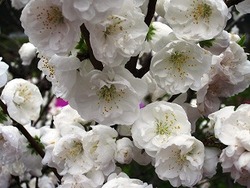 大仁瑞泉境　花模様