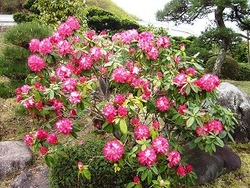 大仁瑞泉境　花模様