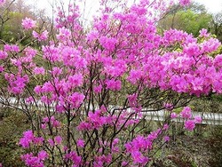大仁瑞泉境　花模様