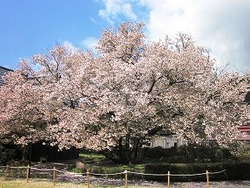 大仁瑞泉境　花模様