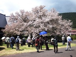大仁瑞泉境　花模様