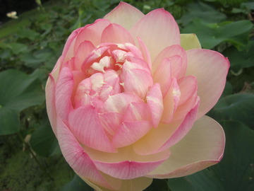 蓮の花