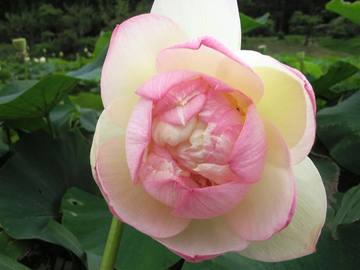 蓮の花