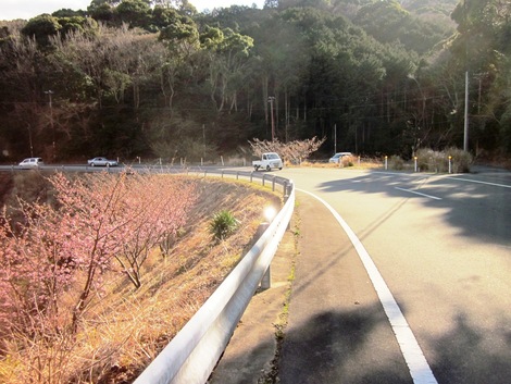 沼津市内で２分咲きの河津サクラ