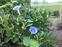 甘夏、朝顔