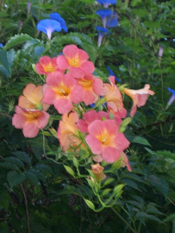 ノーゼンカツラの花！まだ、咲いています。