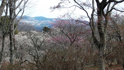 修善寺梅林！！観梅と散策