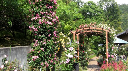 女将さんのバラ園in旅館一句石