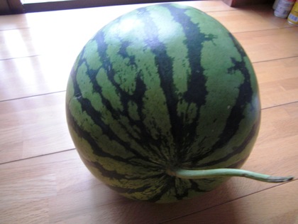 西瓜の頂き物
