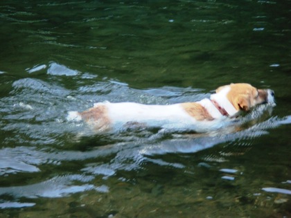 これぞ！！犬掻き