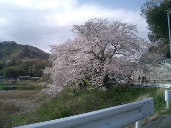 狩野川の桜　守山の