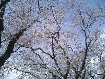 狩野川の桜　守山の