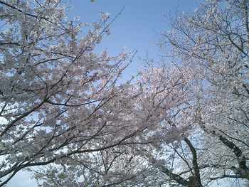 狩野川の桜　守山の