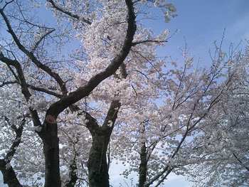 狩野川の桜　守山の