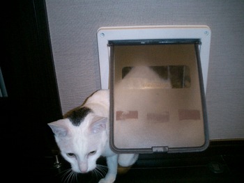 ねこのトイレ