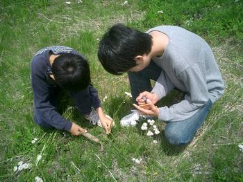 野草の標本作り