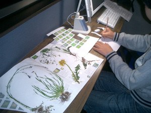 野草の標本作り