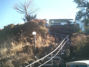 天城高原には鹿が多い
