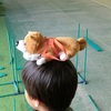 組立ハウスのプレゼント
