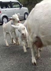 シバヤギでやすらぎ