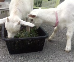 シバヤギでやすらぎ