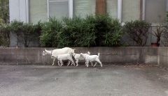 シバヤギでやすらぎ