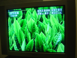 ちゃーみいさまも♪