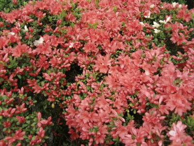 花を咲かそうよ