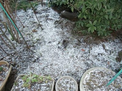 雪ですね～♪