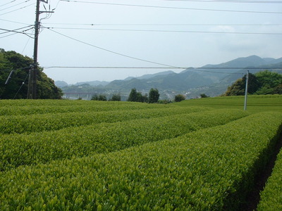 もうじき新茶